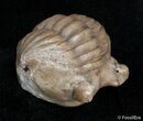 Enrolled Asaphus Cornutus Trilobite - Russia #2793-2